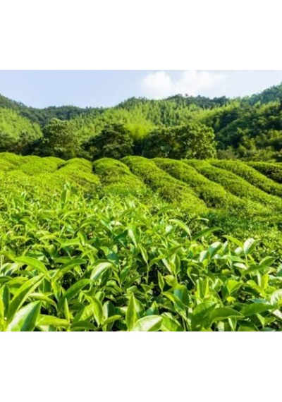Sondem Siyah Dökme Çay 1000 Gr X 6'lı Avantaj Paket