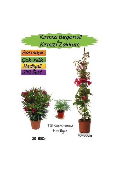 Kırmızı Renk Begonvil+kırmızı Zakkum Fidanı+tül Kuşkonmaz 3'lü Peyzaj Seti