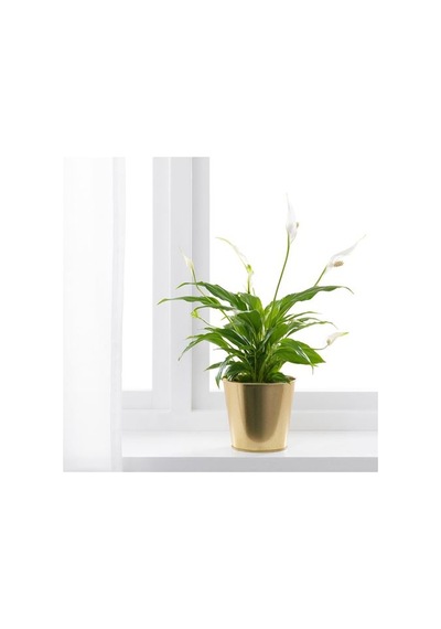 Ikea Daıdaı Çelik Saksı, Pirinç Rengi 02299324