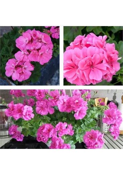 Videolu 1 Adet Pembe Renk Sakız Çiçeği 12-25 Cm Saksılı Çiçekli Bodur Bitkiler Pink Pelargonium