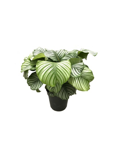 Calathea Orbifolia (Dua Çiçeği) Ø27 CM Y70-80 CM