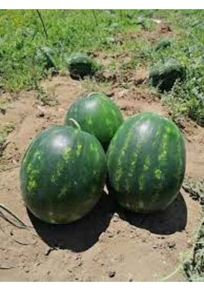20 Adet Tohum Meşhur Adana Karpuz Tohumu Adana Karpuzu Saksı Topr