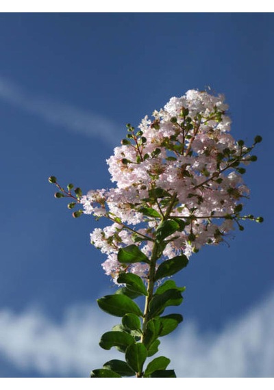 Videolu Beyaz Renkli Oya Ağacı Fidanı 40 80 Cm 1 Adet Saksılı Dış Mekan Ağaç Lagerstroemia Indica