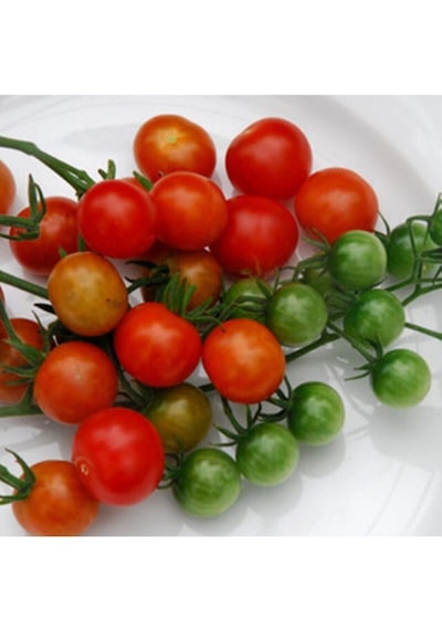 Tess Land Race Currant Domates Tohumu