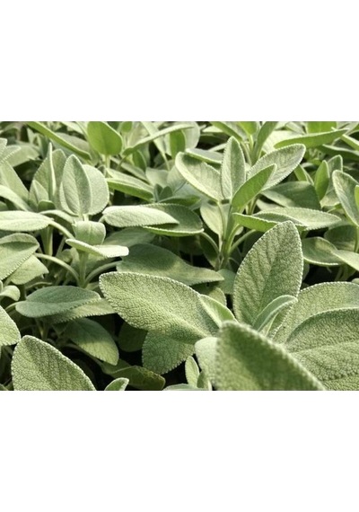 Kokulu Adaçayı Şalba Fidanı Salvia Officinalis 10-20 Cm