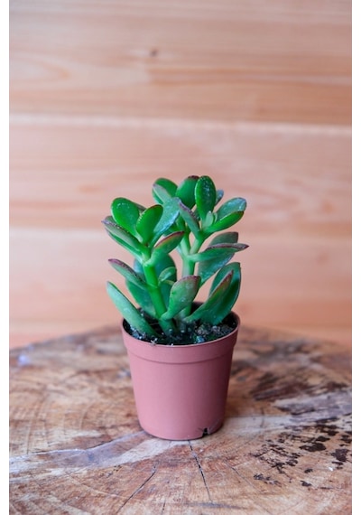 1 Adet Para Çiçeği Crassula Ovata Yeşil-kırmızı Renkli Kökleri Olgunlaşmış Canlı