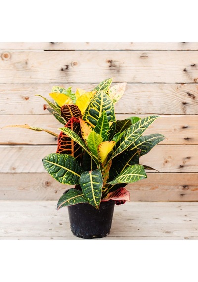 Kraton Croton Petra 20-30 Cm 3 Adet