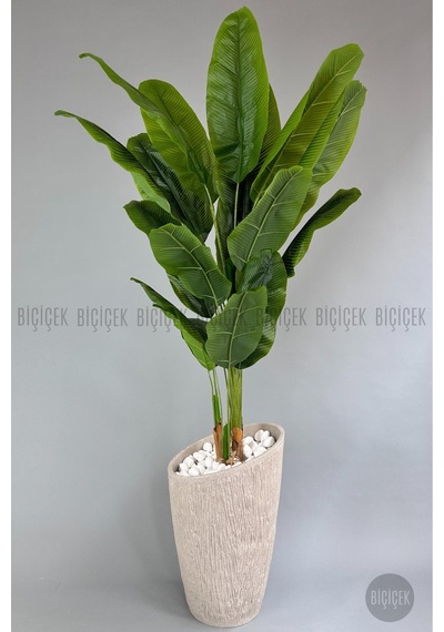 Yapay Muz Ağaci 230 Cm Krem Datça Saksıda