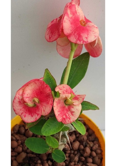 Pembe Alacalı Milli Dikenler Tacı 1 Adet Saksılı 25-45 Cm Euphorbia