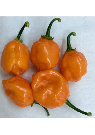 Çok Acı Habanero Biberi Tohumu 5 Adet Tohum Biber Tohumu
