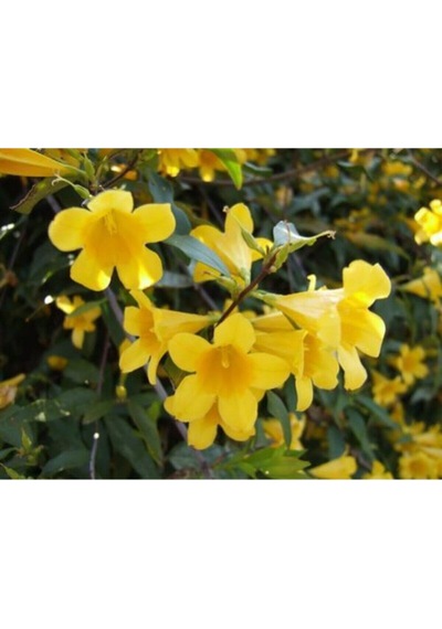 Videolu Sarı Çiçekli Kokulu Yasemin 50-100 Cm Dış Mekan Bitkileri Jasminum Fruticans