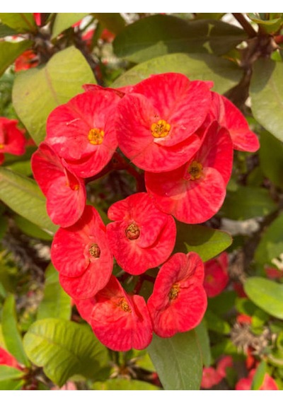 Videolu Kırmızı Renk Dikenler Tacı 1 Adet Saksılı 10-15cm Iç Mekan Ofis Bitkisi Red Euphorbia