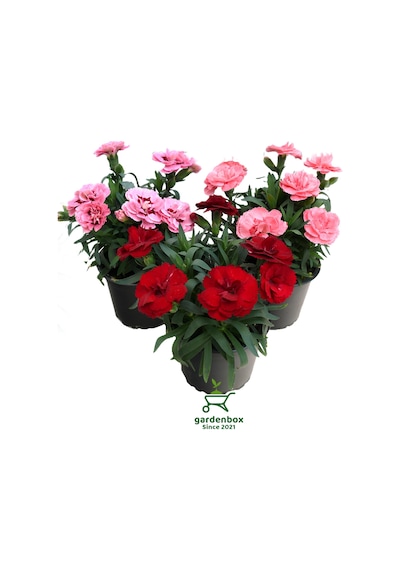 Kokulu Karanfil Çiçeği Kırmızı-pembe 3 Adet Saksılı Bodur Tür 15-25cm Dianthus