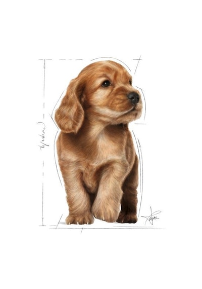 Royal Canin Cocker Puppy Irka Özel Yavru Köpek Maması 3 KG