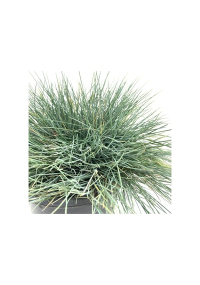 Serada Decor Plant Mavi Çim-saksıda-3 Adet