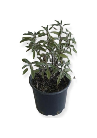Aromatik Bitkiler, Mis Kokulu, 6'lı Set, Mercan Köşk, Lavanta, Lavantin, Biberiye, Kekik, Adaçayı