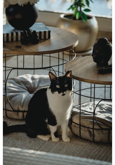 2 Li Kedi Yuvalı Sepet Sehpa Yastıklı Metal Zigon Çok Amaçlı Orta Sehpa Çam-siyah-beyazyastık
