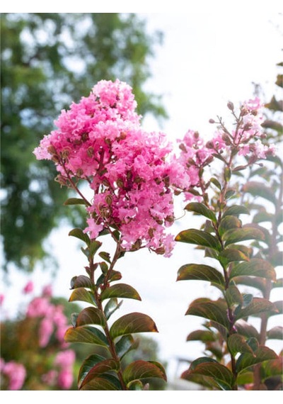Videolu Pembe Çiçekli Oya Çiçeği Fidanı 45 80 Cm 1 Adet Saksılı Dış Mekan Lagerstroemia Indica