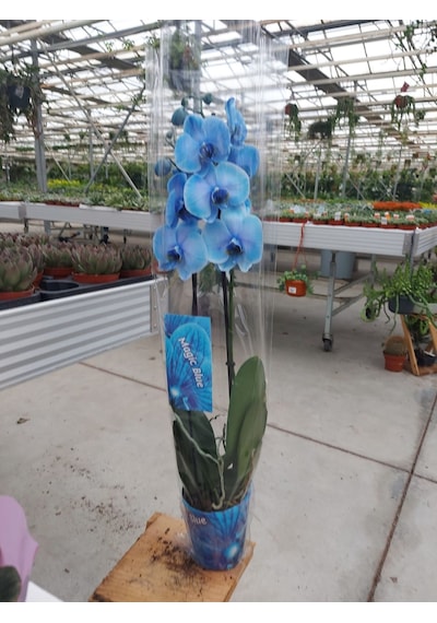 Orkide Magic Blue Çift Dallı - Phalaenopsis 555