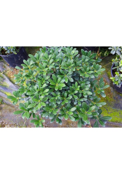 Pitosporum 3 Adet Paket - Yer Örtücü Dış Mekan Bitkisi