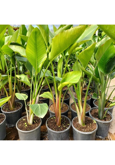 Starliçe Cennet Kuşu Çiçeği Strelitzia Nicolai - 60 Cm 2 Adet