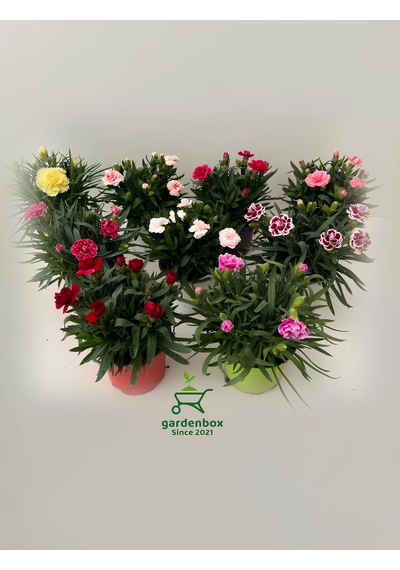 Avantajlı 4 Adet Karanfil Çiçeği Saksılı Bodur Tüs Mis Kokulu 15-25cm