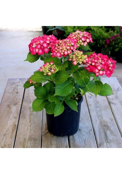 Videolu Kıpkırmızı Çiçekli Ortanca Fidanı 30-55 Cm Tüplü Çiçekli Bodur Bitkiler Red Hydrangea