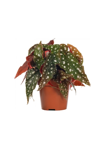 Çilli  Begonya – Begonia Maculata