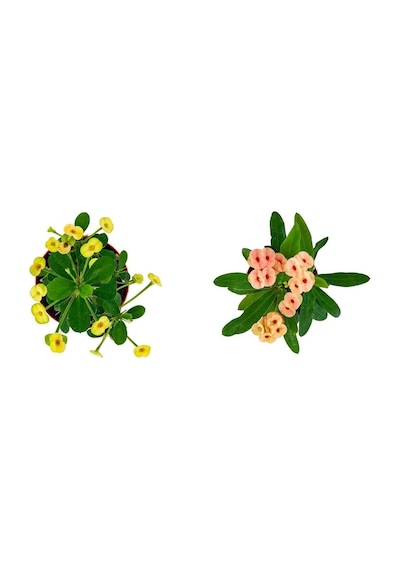 Videolu Milli Dikenler Tacı 2'li 25 40 Cm Saksılı Kaktüs Euphorbia
