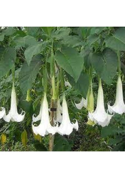 5 Adet Tohum Angel Trumpet Çiçeği Tohum Melek Borazanı Çiçeği Tohum Tohum Saksı Toprak Hediyeli