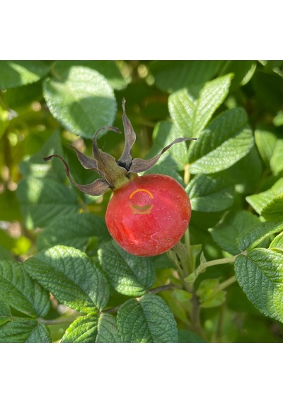 2 Yaş Kuşburnu Fidanı Rosa Rugosa