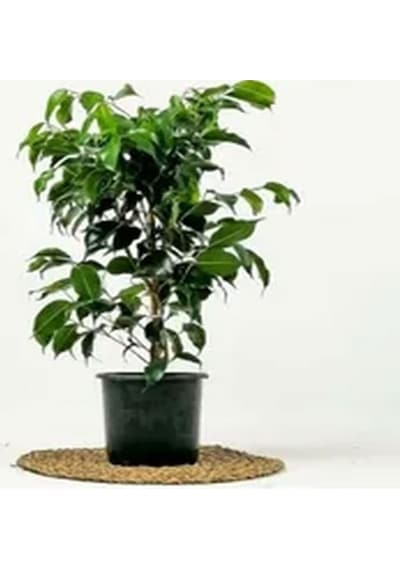 Videolu Yeşil Benjamin Çiçeği 70-100 Cm Saksılı Iç Mekan Bitkileri Ficus Benjamina