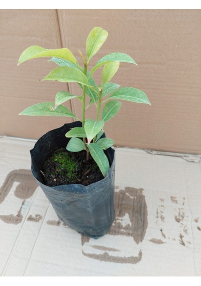 Sapodila Fidanı 2 Yaş 15-20 Cm 2 Adet
