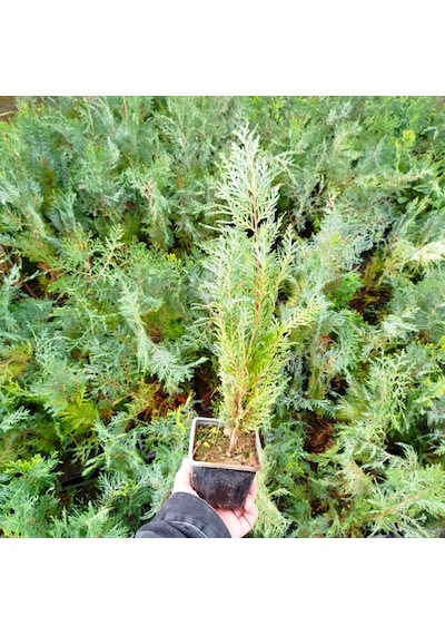 Yeşil Mazı 20 Adet / 30-50 Cm Çit Bitkisi Thuja Orientalis