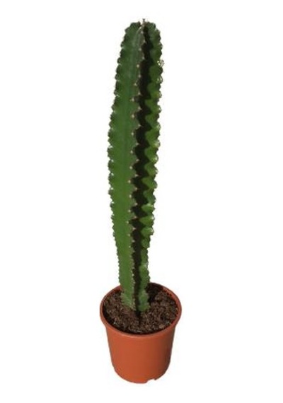 Euphorbia İngens -kovboy Kaktüs 75-80 Cm