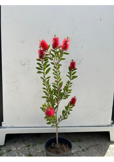 Fırça Çalısı Çiçeği Callistemon Laevis 30-60 Cm