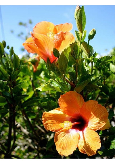 Turuncu Japon Gülü Çiçeği Fidanı 3 Adet Saksılı/ Tüplü 50-70 Cm Hibiscus Rose