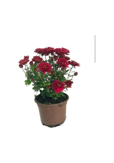 Kırmızı Kasımpatı Çiçeği Fidanı 10-20 Cm