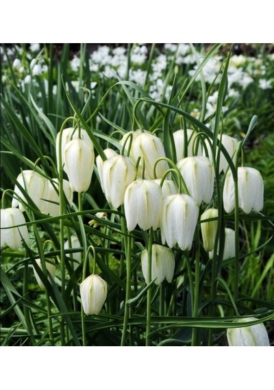 Fritillaria Alba Beyaz Ters Lale Soğanı 10 Adet
