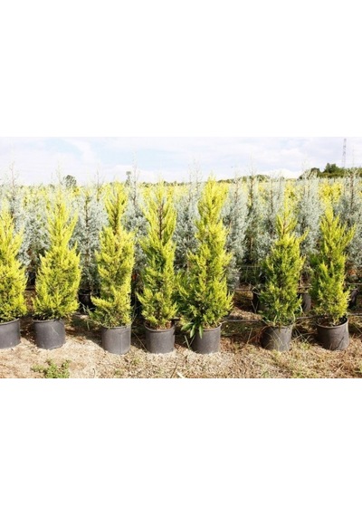 Limoni Servi Cupressus Macrocarpa Goldcrest