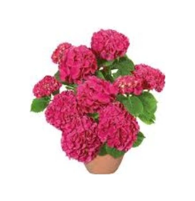Canlı Ortanca Çiçeği Fidanı Açık Pembe 10-20 Cm