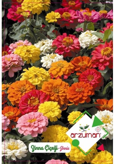 Arzuman Zinna Zinnia Kirli Hanım Çiçeği Tohumu 30 Adet