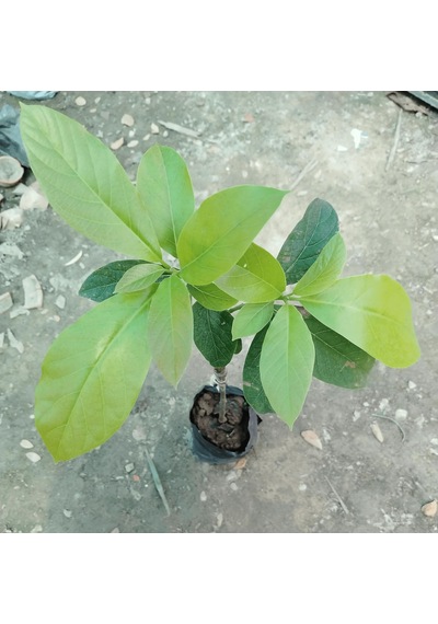 Aşılı Wurtz Bodur - Little Cado Avokado Fidanı 50-70 Cm - Tüplü Saksıda Yetişmeye En Uygun Gerçek Bodur Tür
