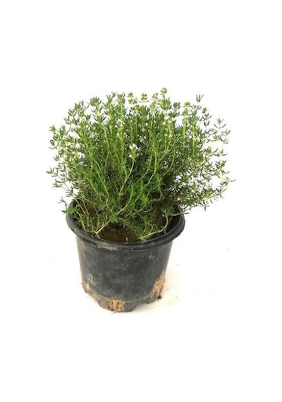 Saksılı Kekik Fidanı 15-25 Cm Büyük Boy Potted Thyme Sapling
