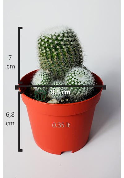 Notocactus Scopa Albispinus Bol Yavrulu Kaktüs