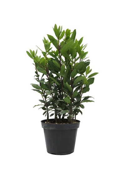 Yoğun Kokulu Defne Çalısı Fidanı 1 Adet Saksılı/tüplü 30-50cm