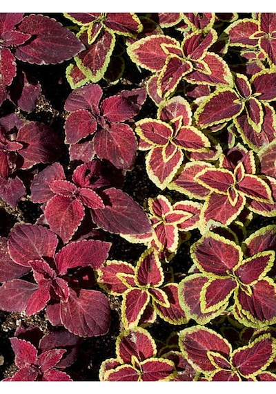 Mini Yaprak Güzeli Kolyoz Çiçeği 9 Adet 10-20 Cm Saksılı Çiçekli Bodur Bitkiler Mix Coleus