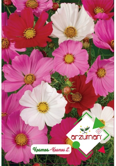 Kozmos Çiçeği Tohumu 30 Adet Tohum N113738