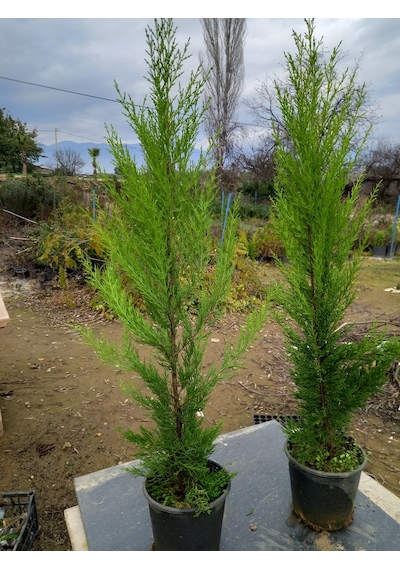 8 Adet Limon Çamı, Limon Servi 80-100 Cm. Siyah Saksıda