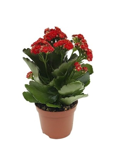 Koyu Kırmızı Kalanşo Çiçeği Fidanı 10-20 Cm